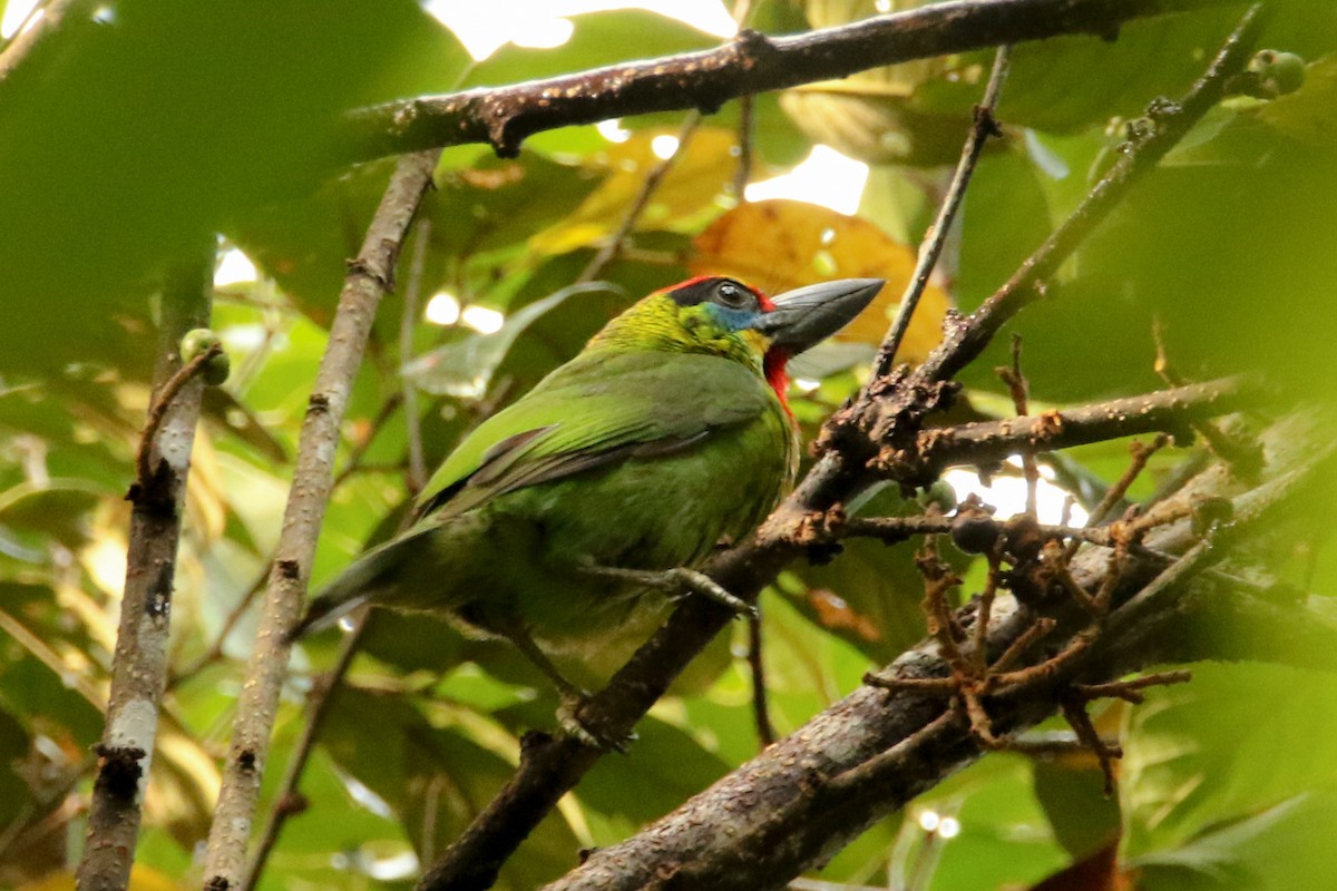 Red-throated Barbet - ML638527857