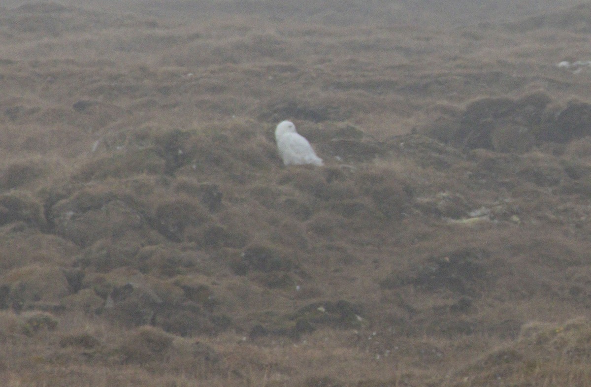 Snowy Owl - ML638527865