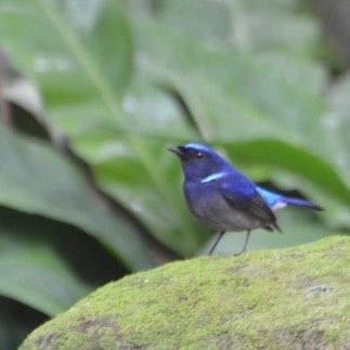 småniltava - ML638527931