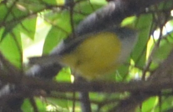 gulbuksanger - ML638527933