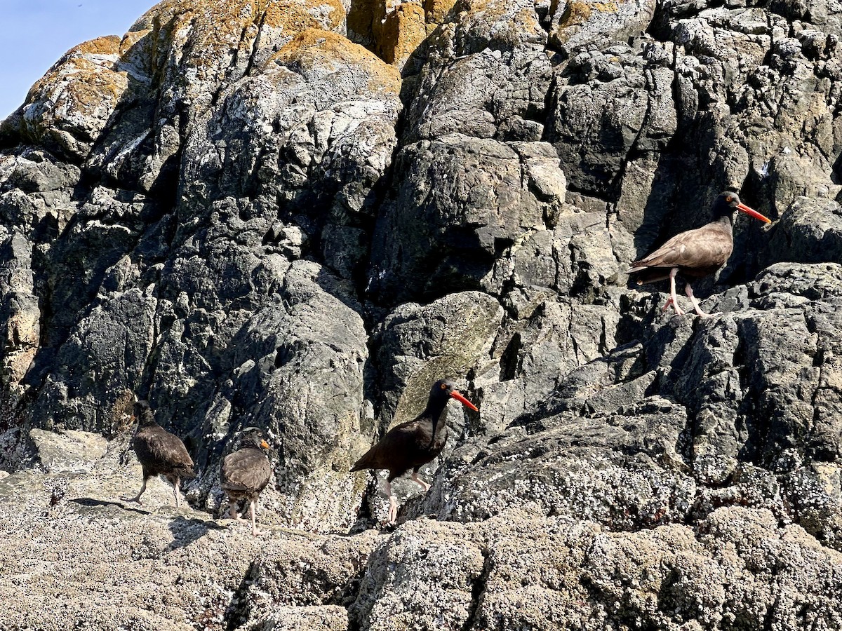 Black Oystercatcher - ML638527934