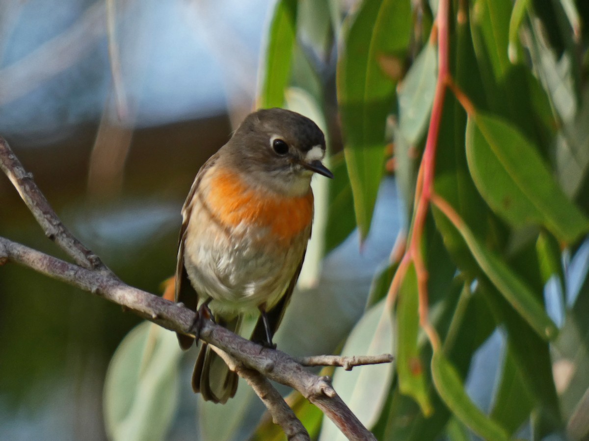Scarlet Robin - ML638527935