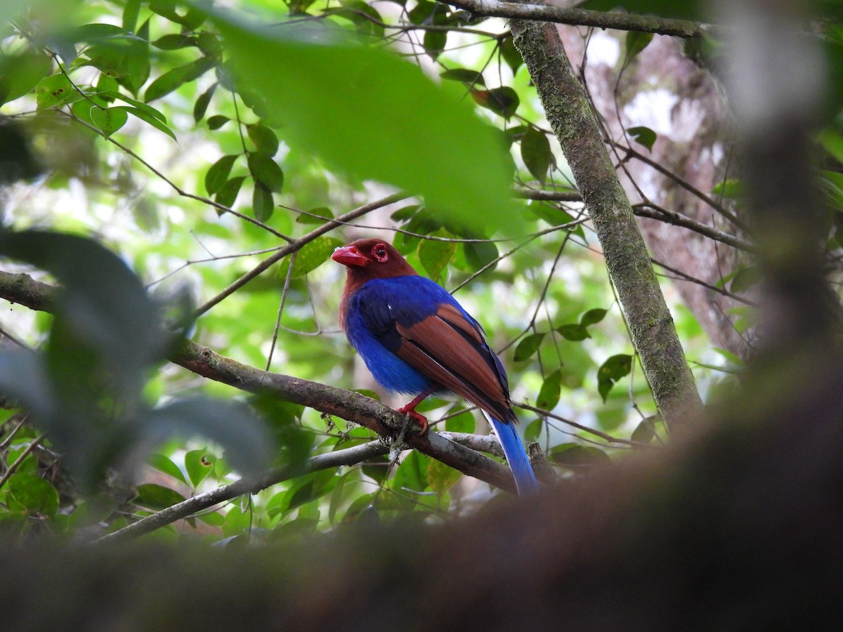 Sri Lanka Blue-Magpie - ML638527942