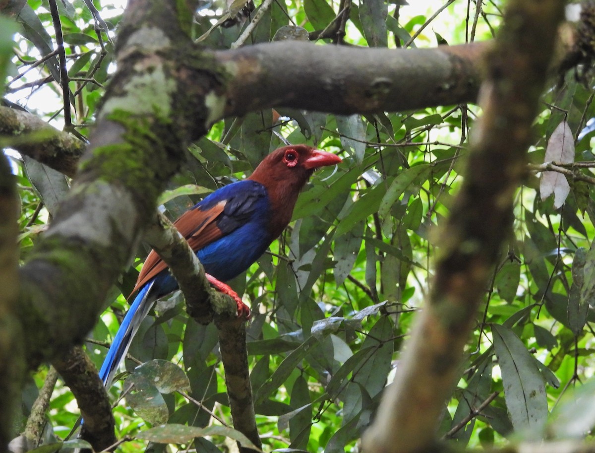 Sri Lanka Blue-Magpie - ML638527960