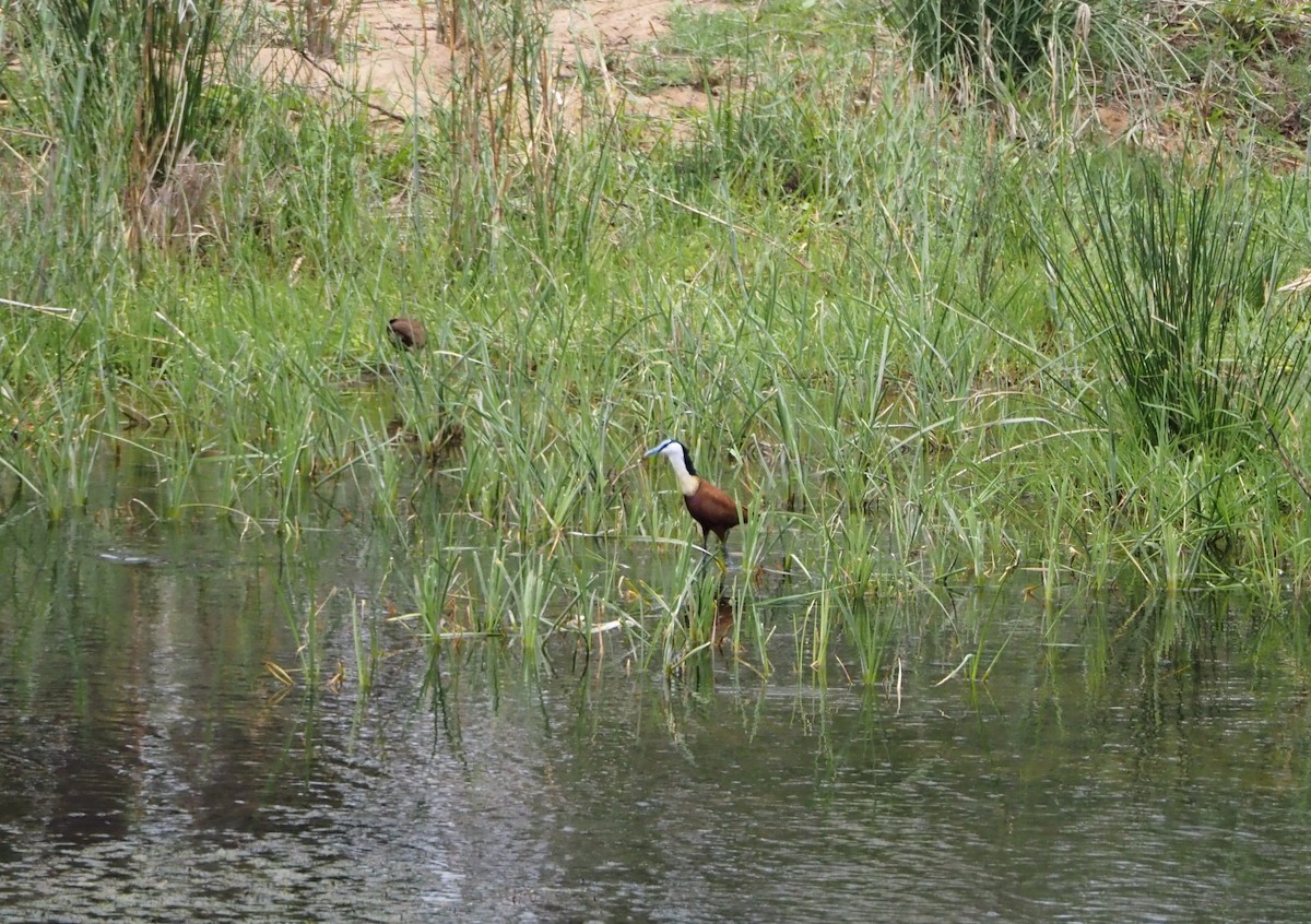 African Jacana - ML638527977