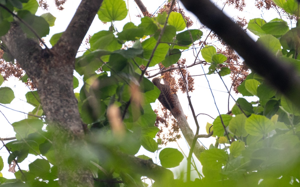 Bay Woodpecker - ML638527987