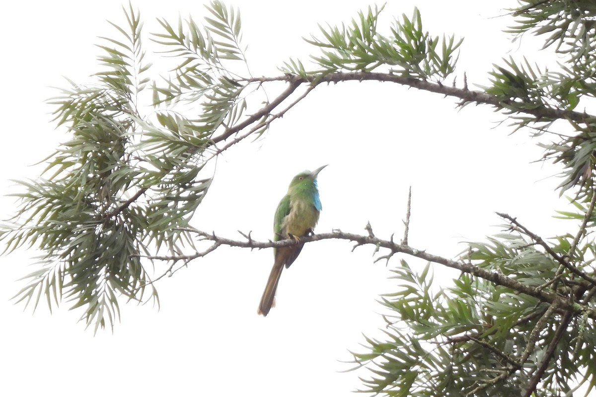 Blue-bearded Bee-eater - ML638527990