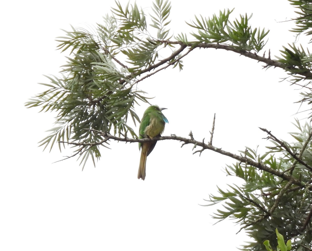 Blue-bearded Bee-eater - ML638527991