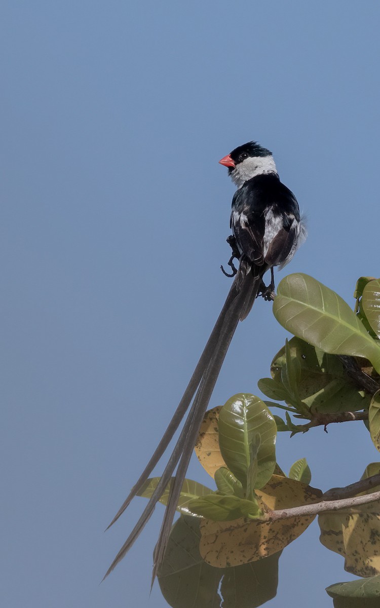 Pin-tailed Whydah - ML638527999