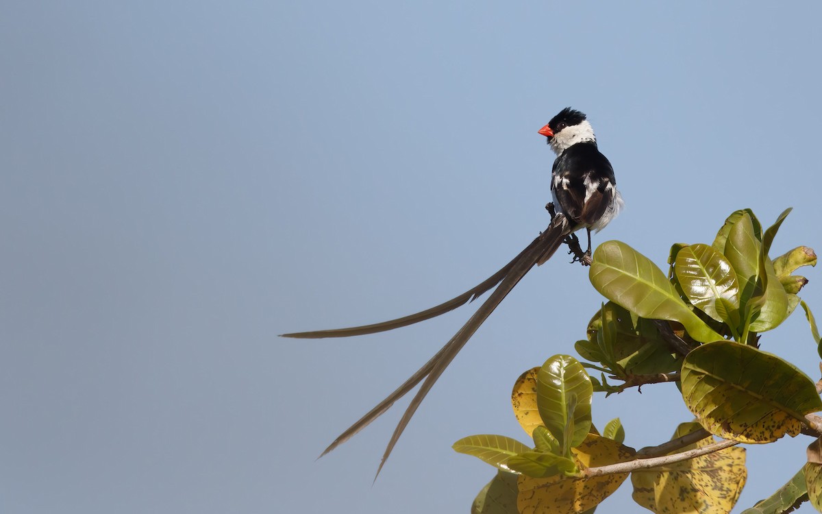 Pin-tailed Whydah - ML638528004