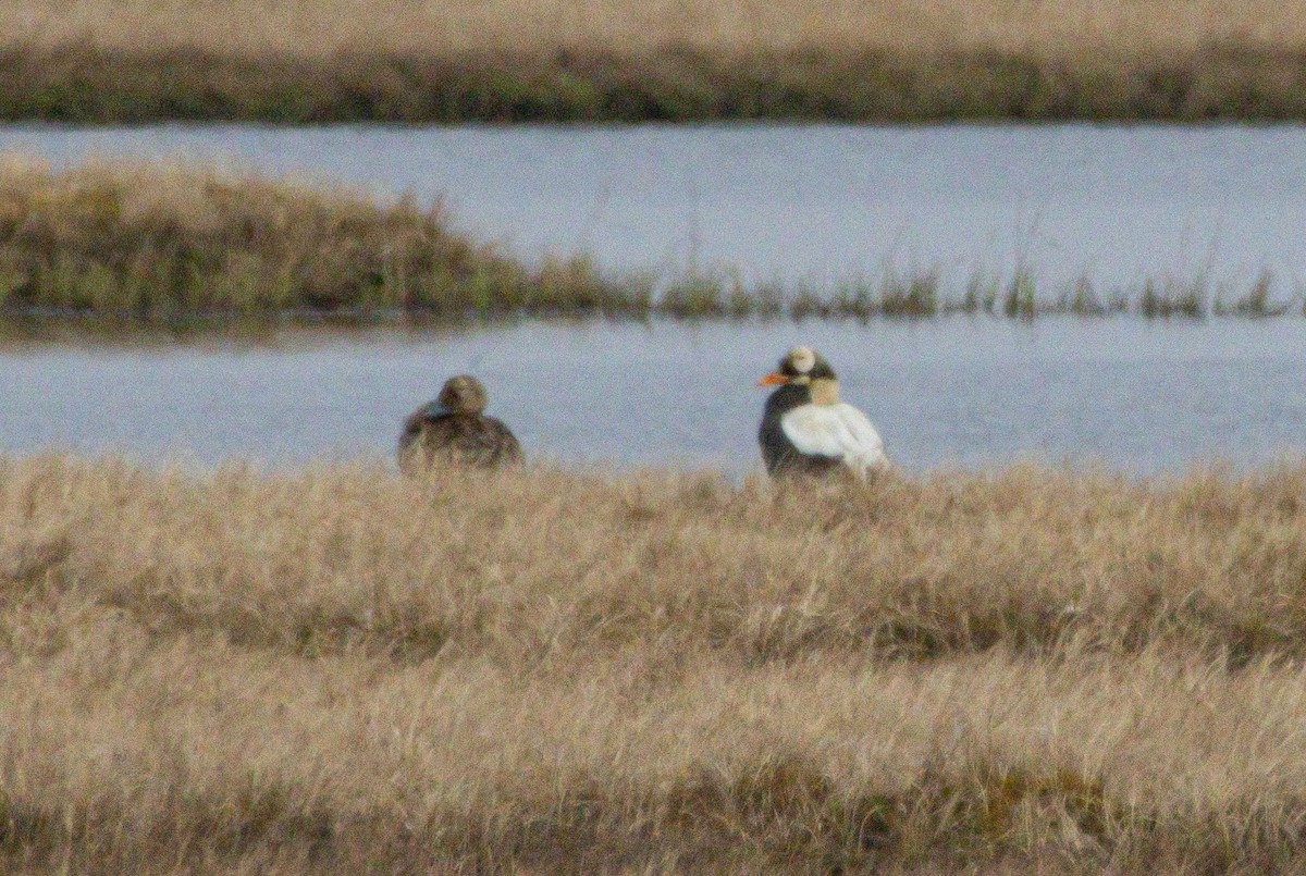 Spectacled Eider - ML638528012