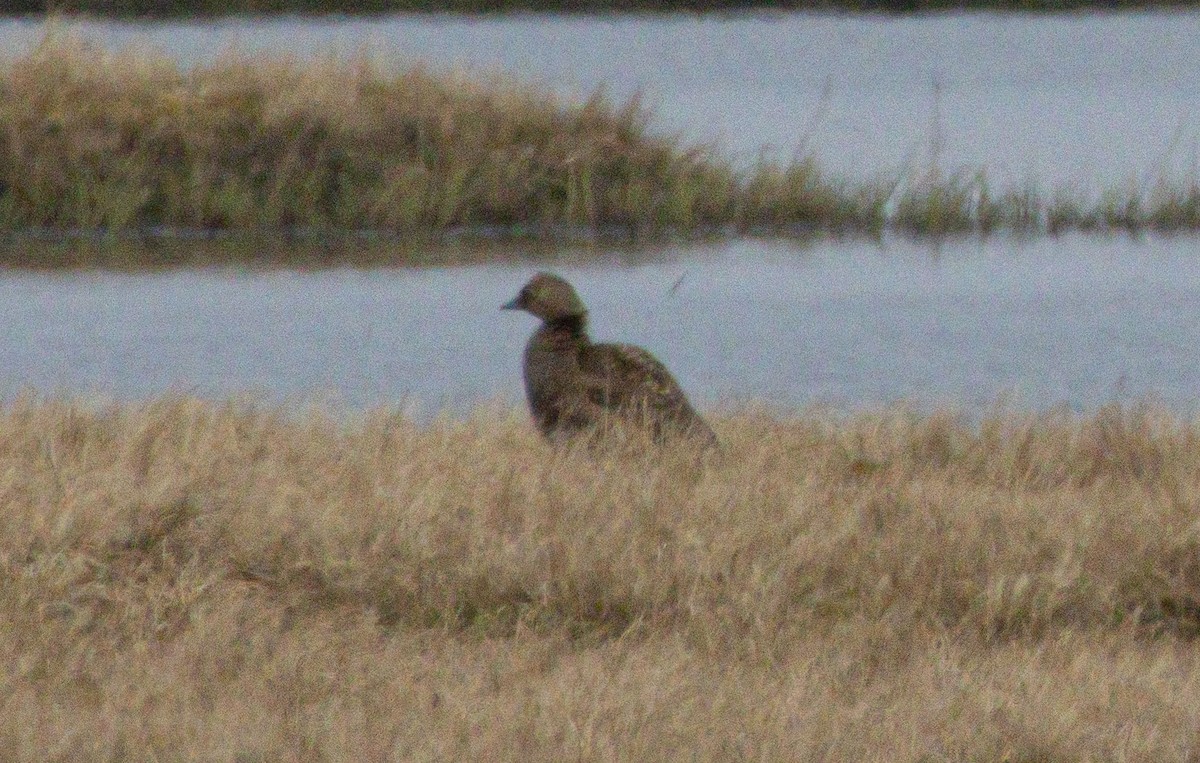 Spectacled Eider - ML638528013
