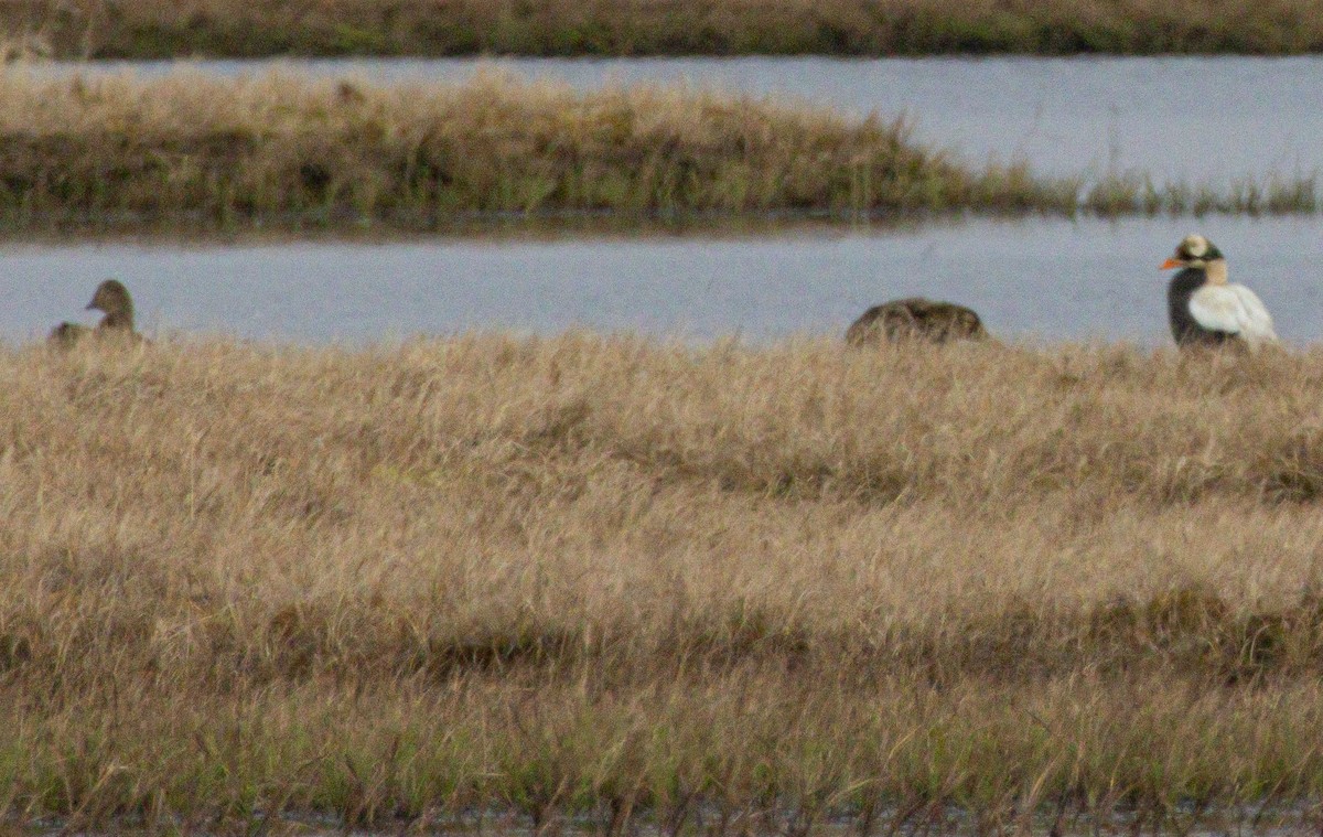 Spectacled Eider - ML638528014