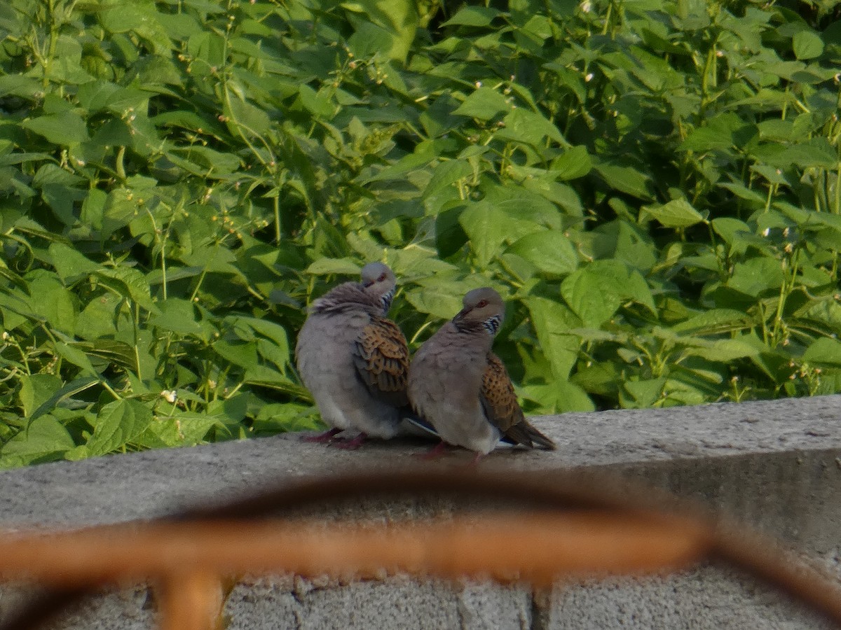 European Turtle-Dove - ML638528040