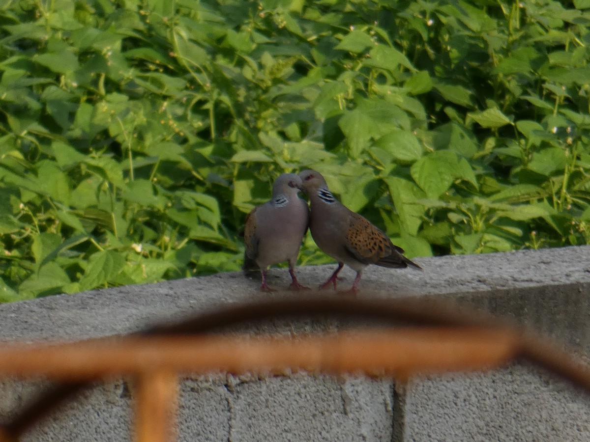 European Turtle-Dove - ML638528041