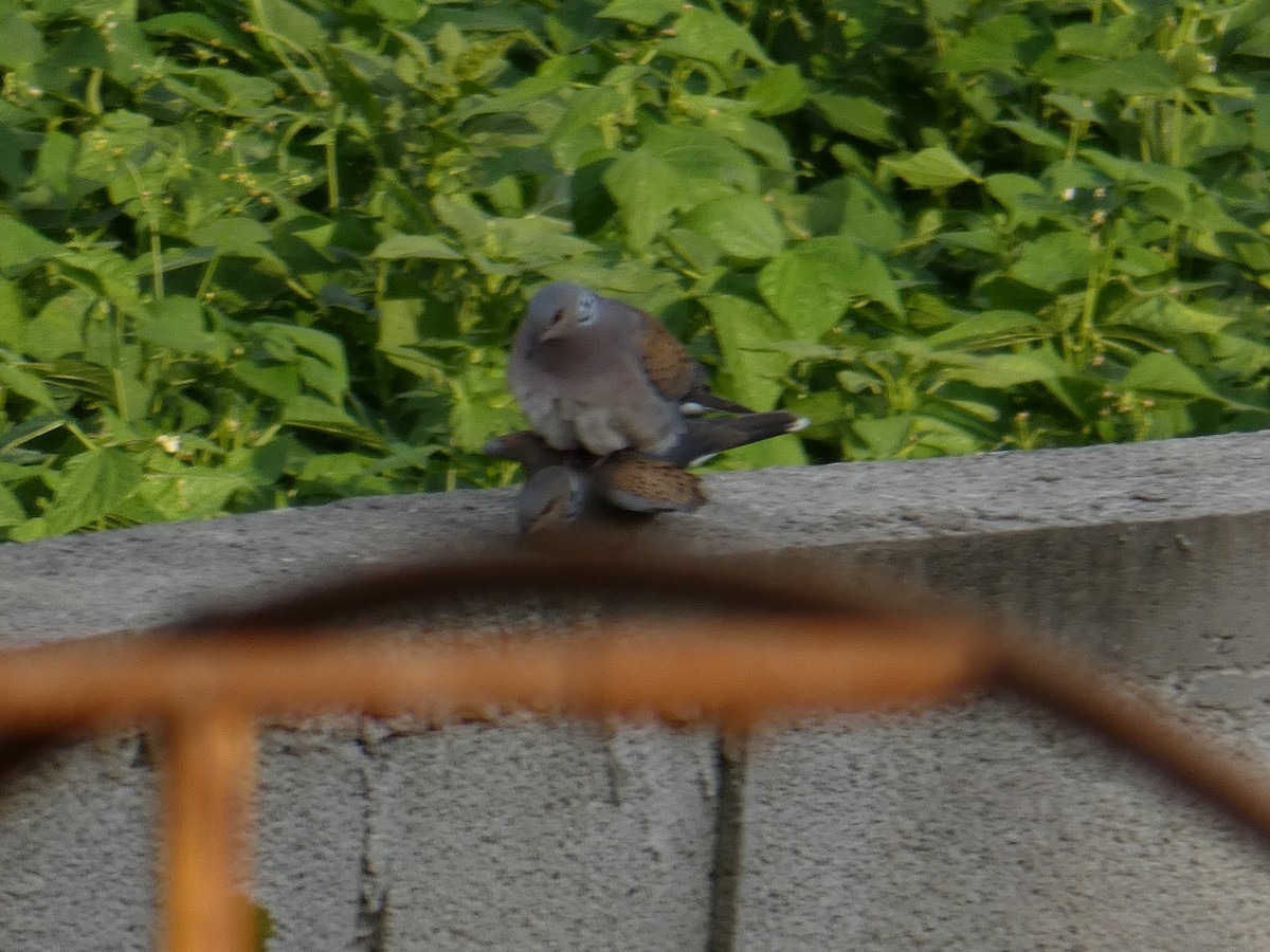 European Turtle-Dove - ML638528043