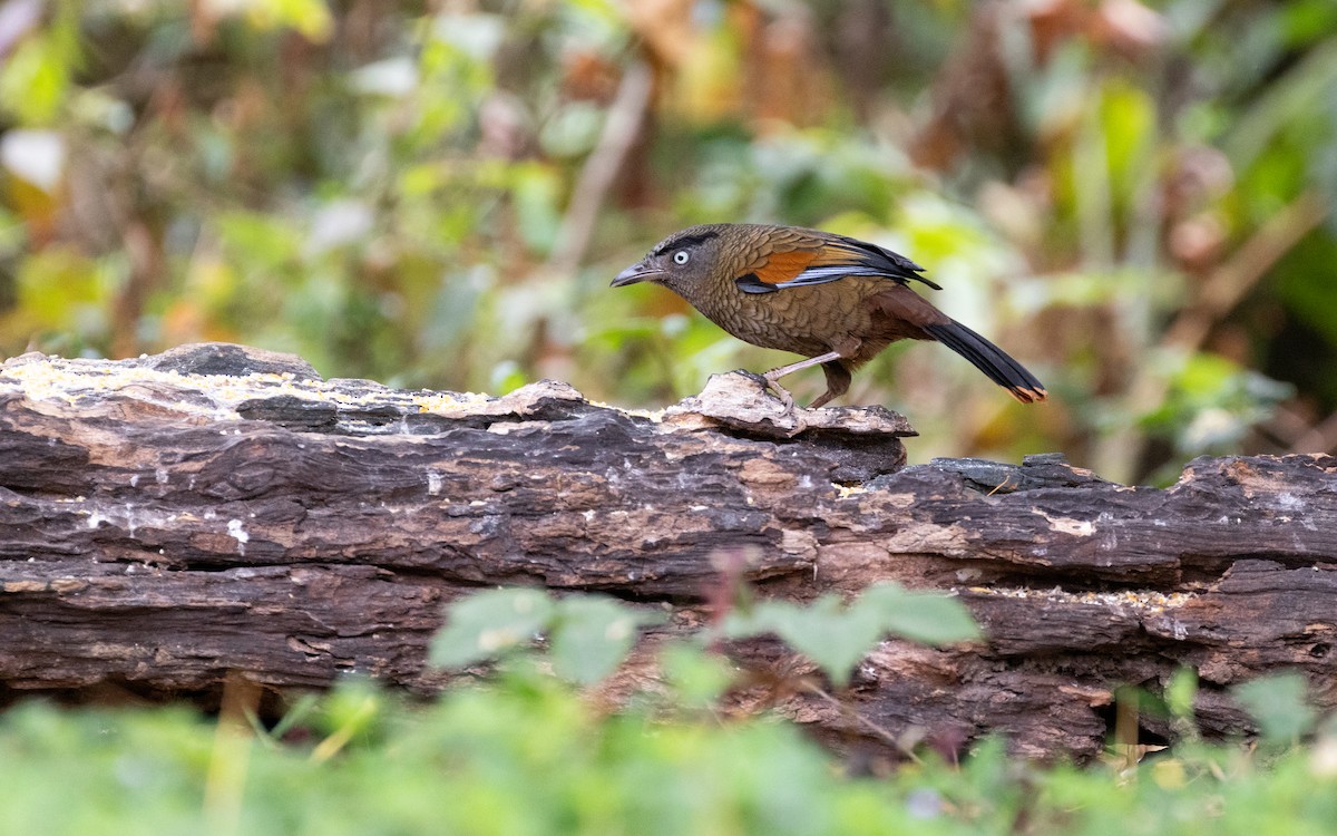 Blue-winged Laughingthrush - ML638528044
