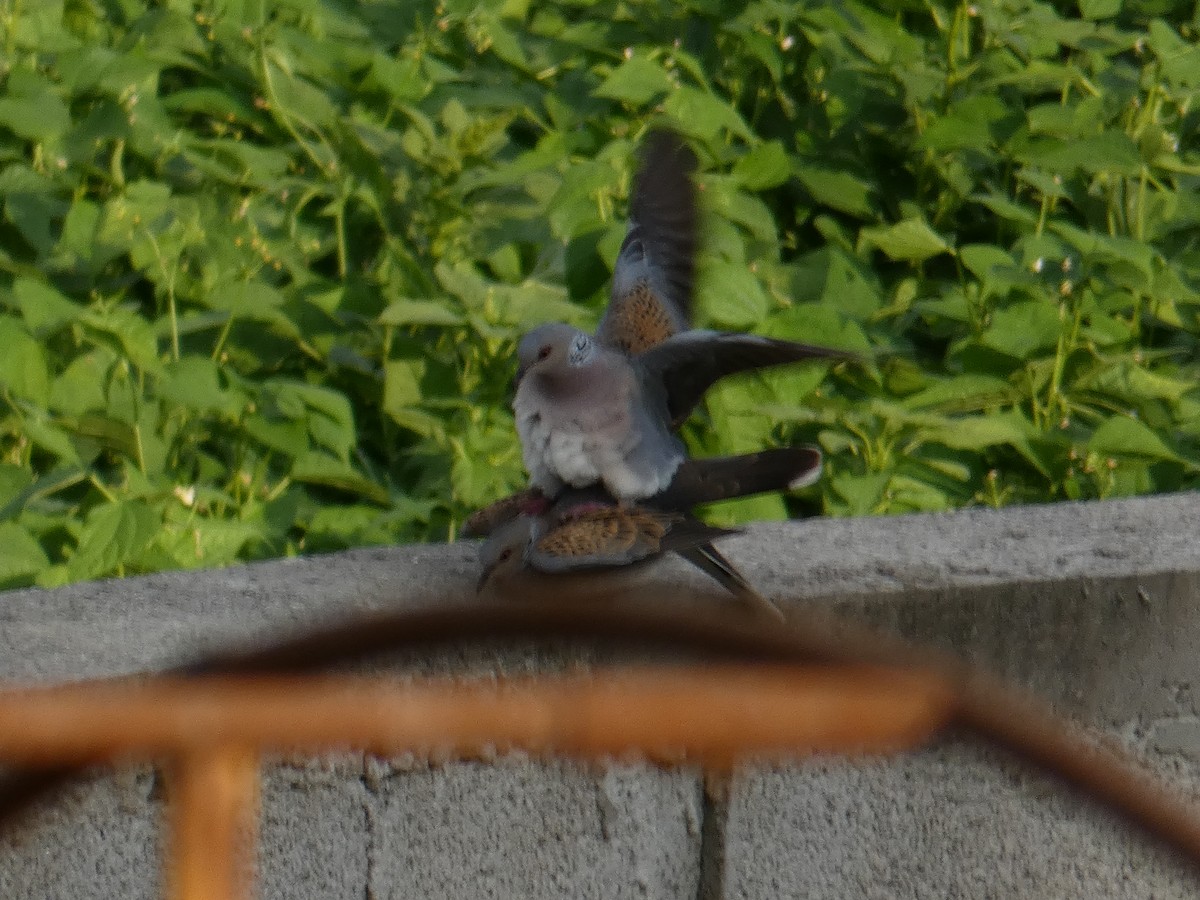 European Turtle-Dove - ML638528045
