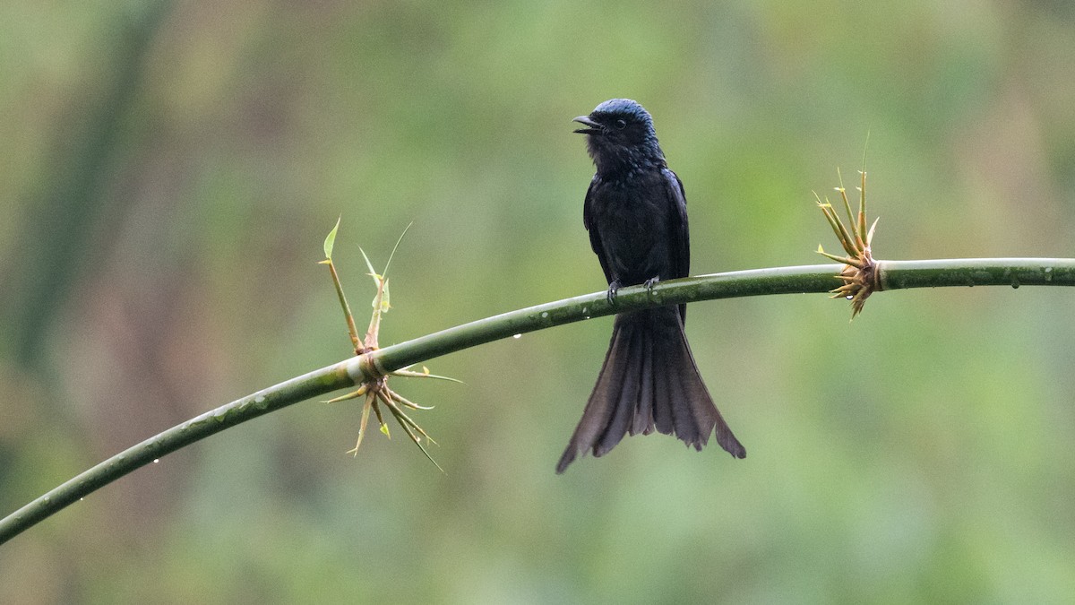Bronzed Drongo - ML638528046