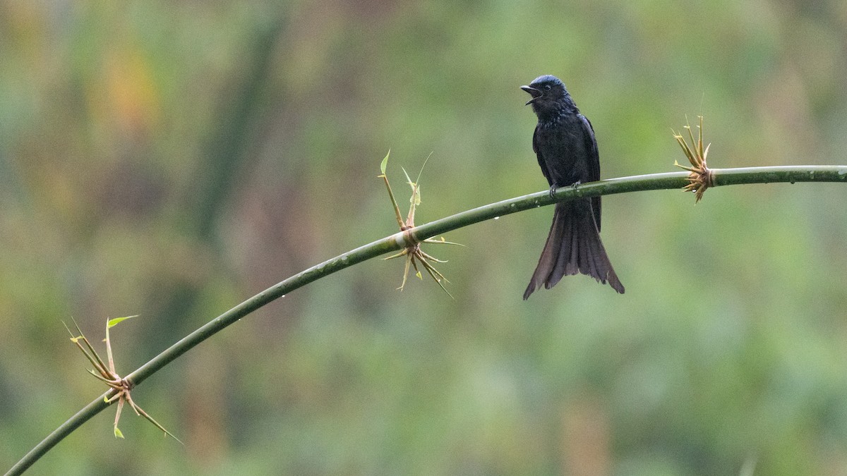 Bronzed Drongo - ML638528047