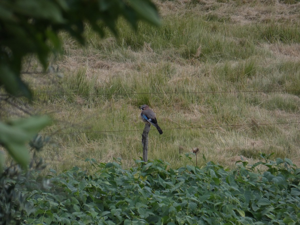 松鴉 - ML638528052