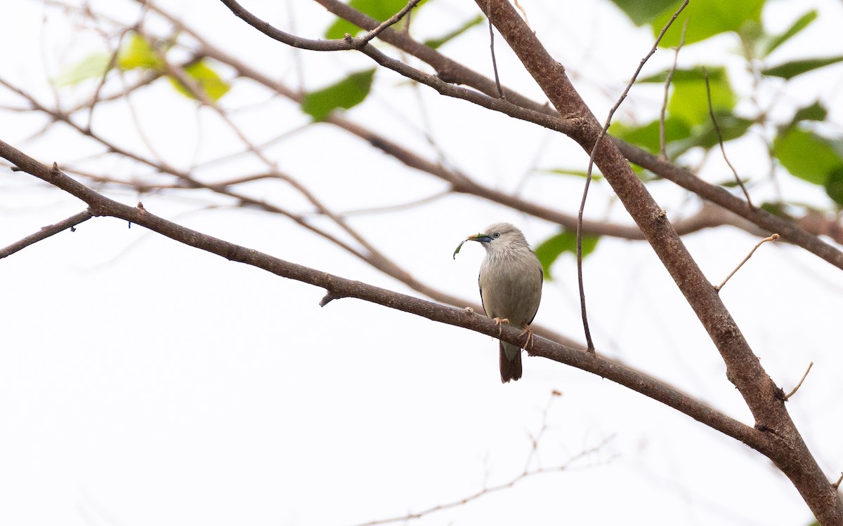 Chestnut-tailed Starling - ML638528064
