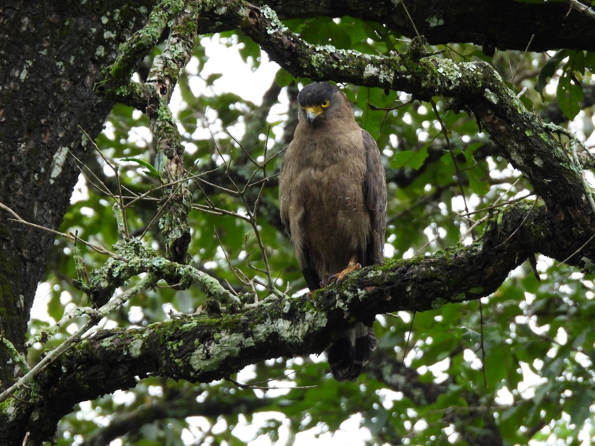 Crested Serpent-Eagle - ML638528065