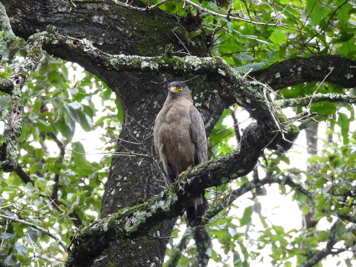 Crested Serpent-Eagle - ML638528066