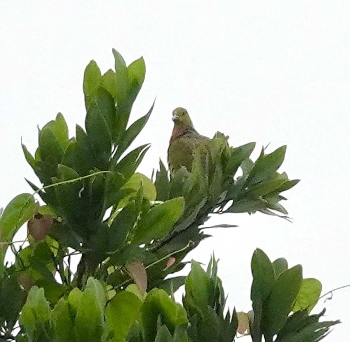 Orange-breasted Green-Pigeon - ML638528084