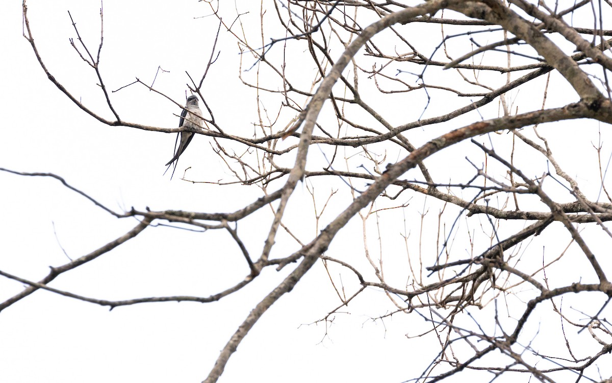 Crested Treeswift - ML638528090