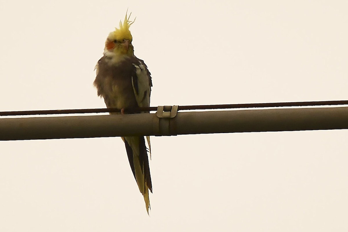 Cockatiel - ML638528091