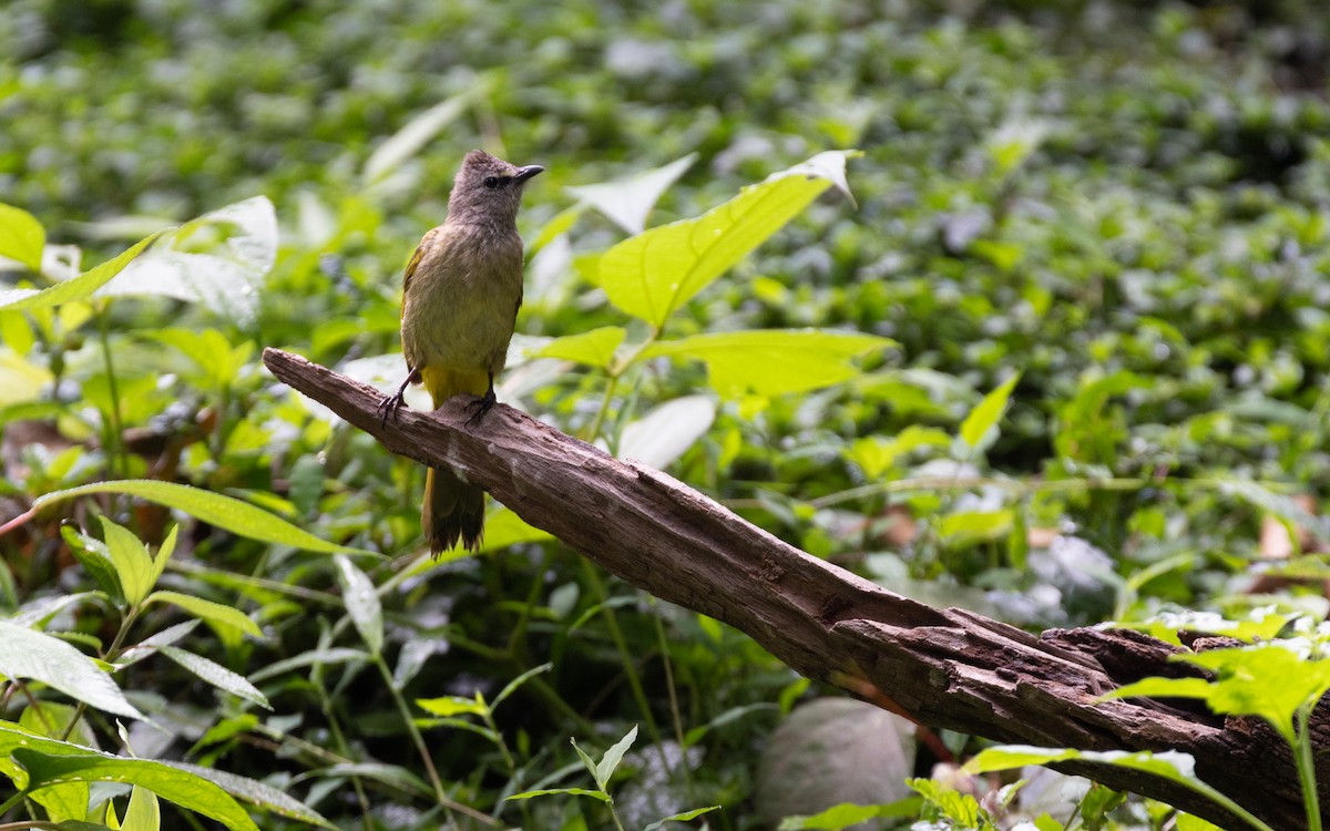Flavescent Bulbul - ML638528098