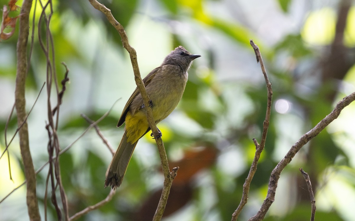 Flavescent Bulbul - ML638528099