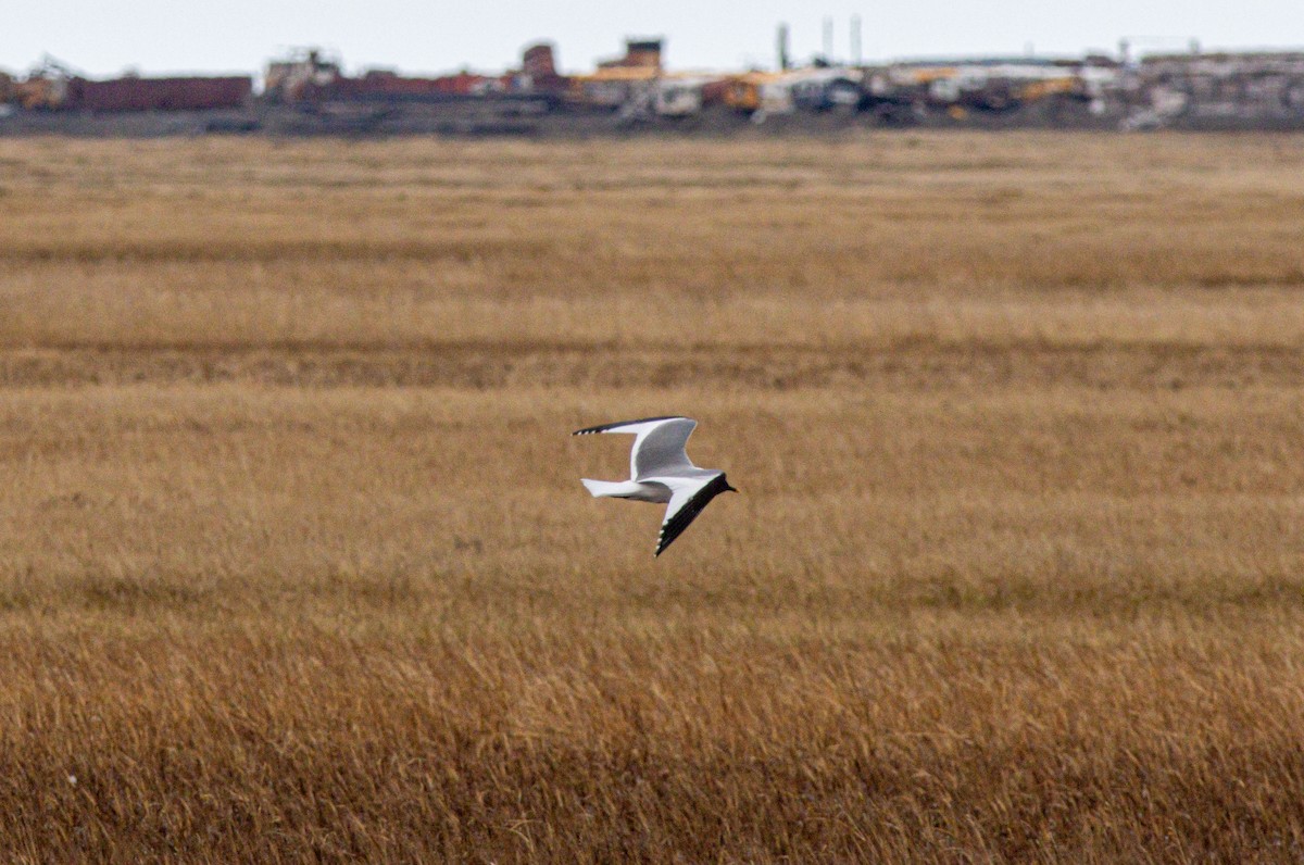 Sabine's Gull - ML638528101
