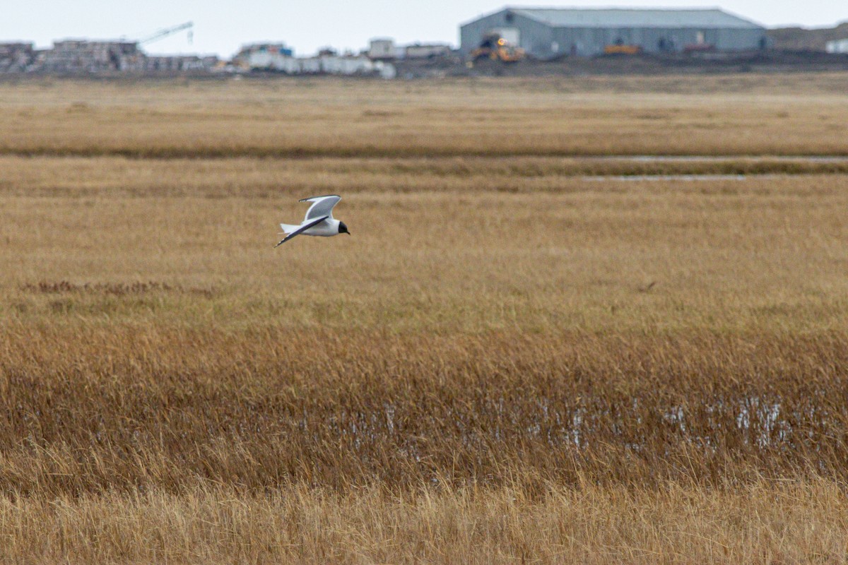 Sabine's Gull - ML638528102