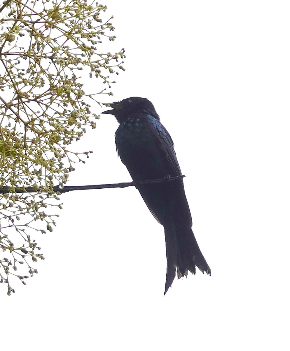 Bronzed Drongo - ML638528133