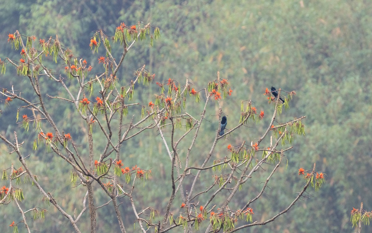 Hair-crested Drongo - ML638528135