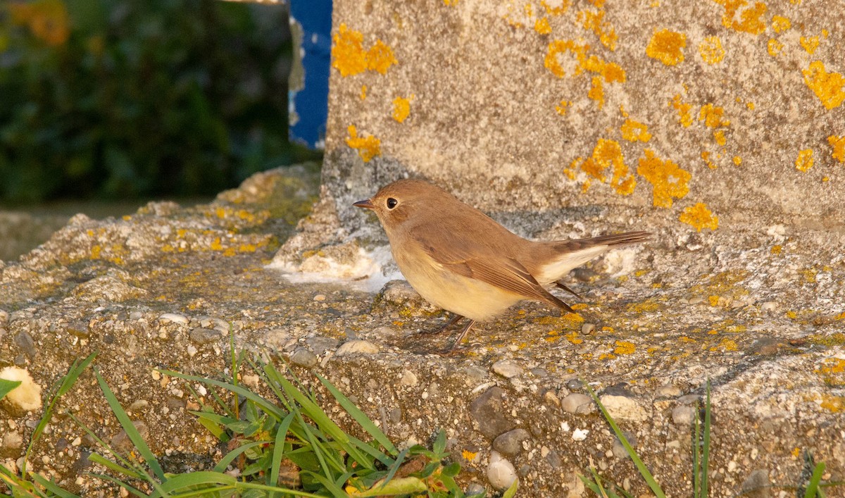 Red-breasted Flycatcher - ML638528147