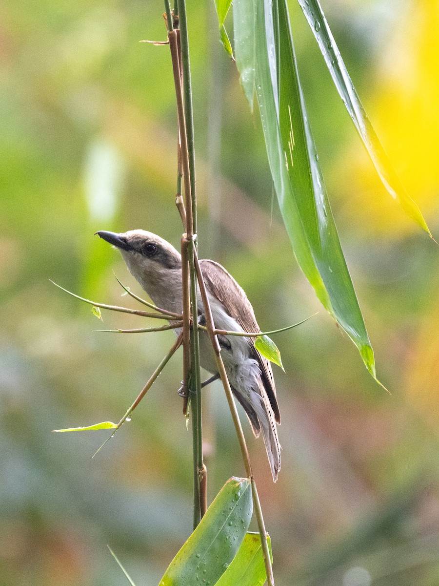 Large Woodshrike - ML638528151