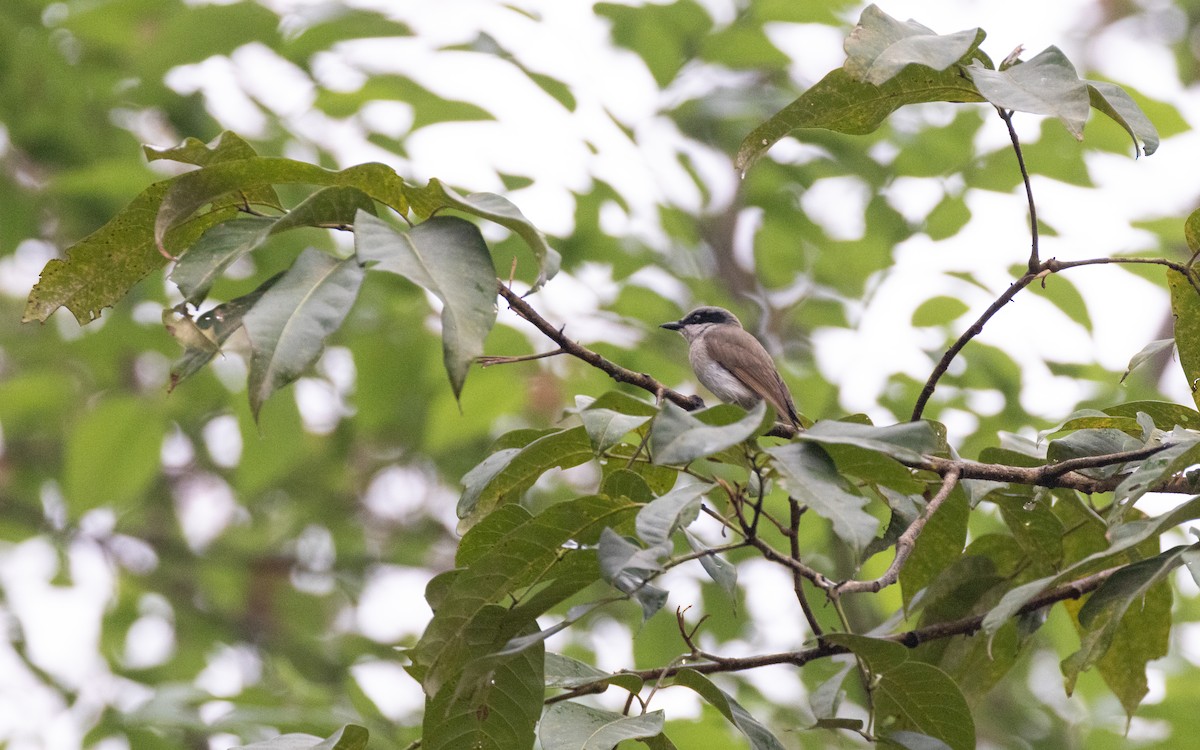 Large Woodshrike - ML638528152