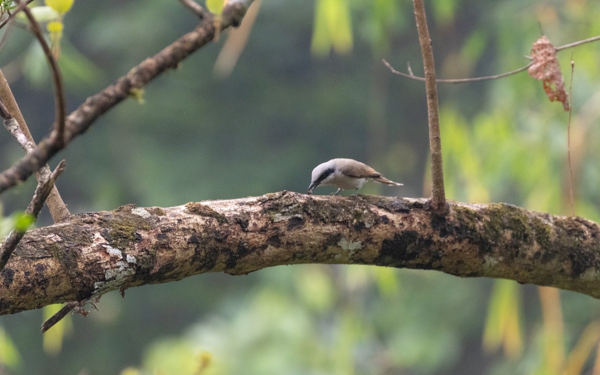 Large Woodshrike - ML638528153