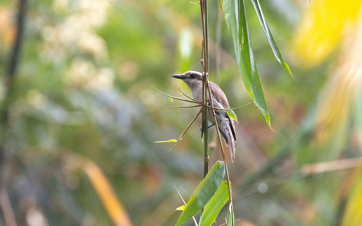 Large Woodshrike - ML638528154
