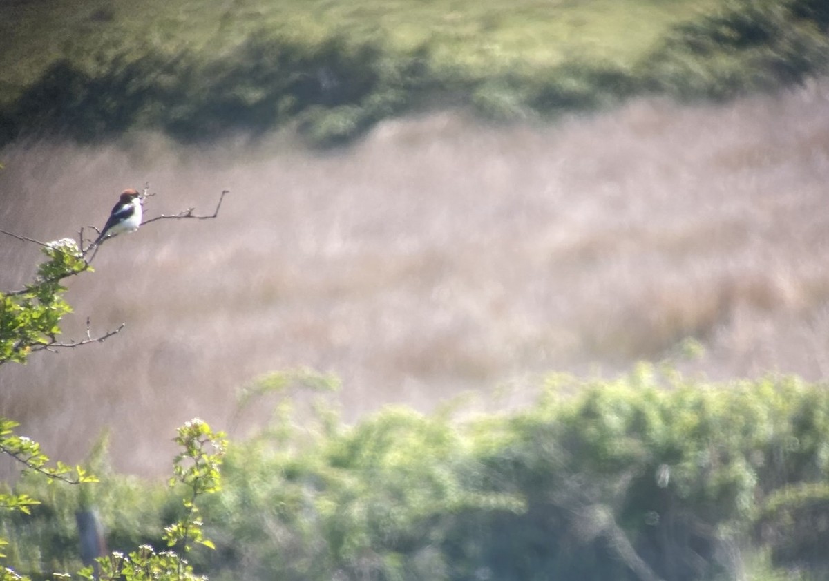 Woodchat Shrike - ML638528187