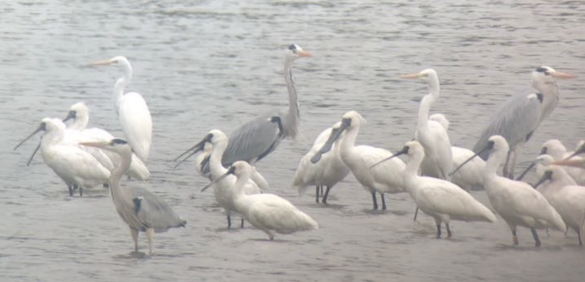 Black-faced Spoonbill - ML638528196