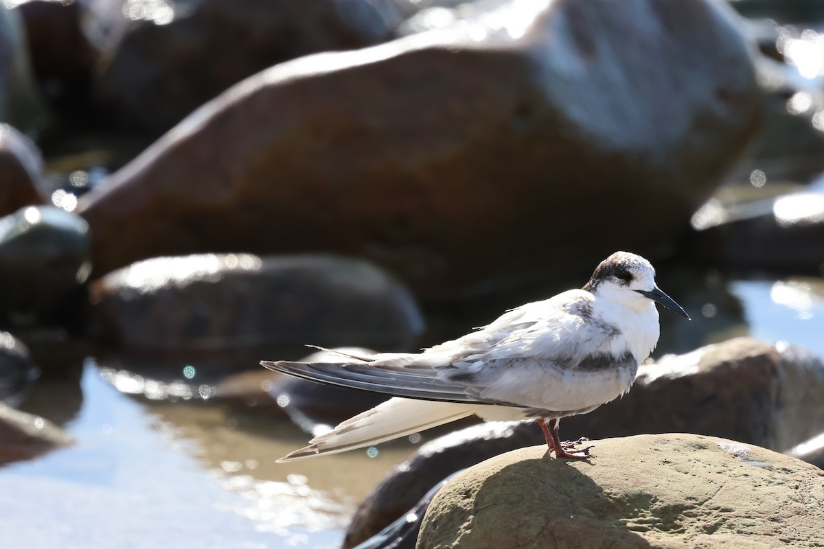 White-fronted Tern - ML638528207