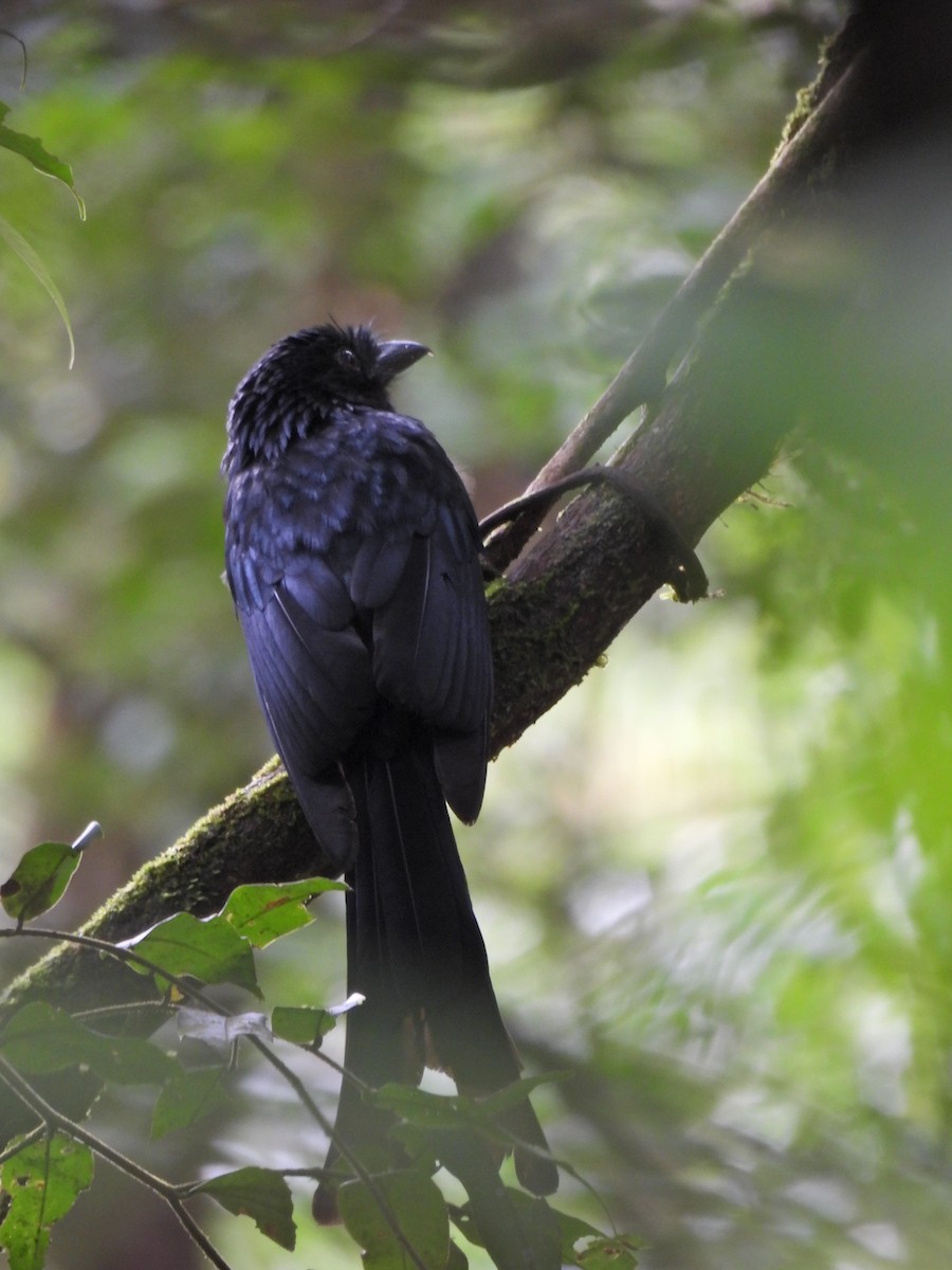 Sri Lanka Drongo - ML638528210