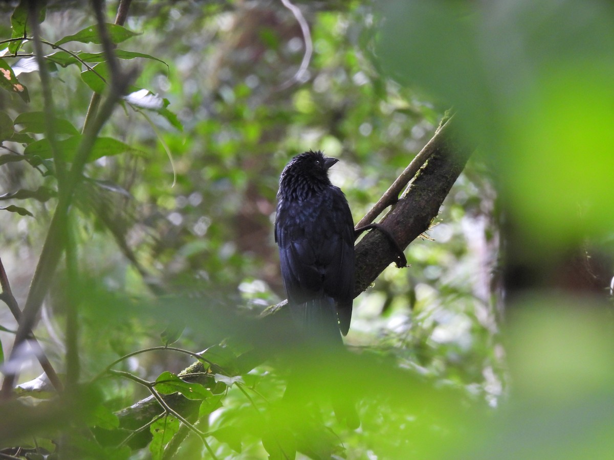 Sri Lanka Drongo - ML638528225