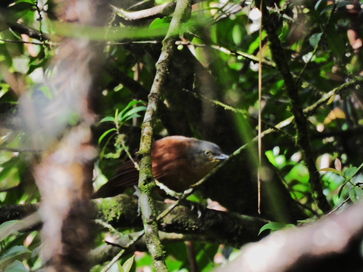 Ashy-headed Laughingthrush - ML638528251