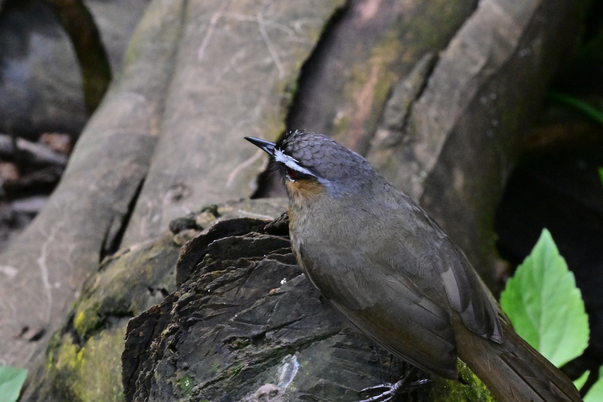 Nilgiri Laughingthrush - ML638528252