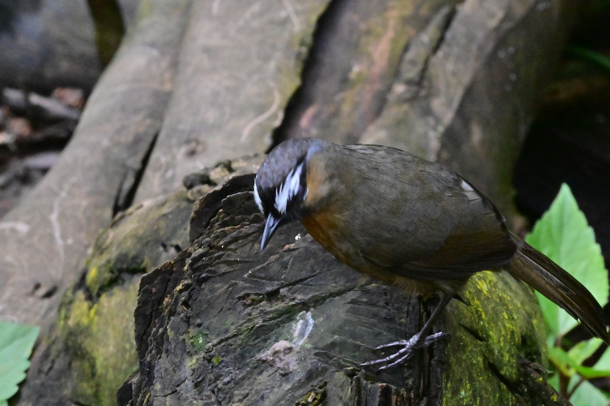 Nilgiri Laughingthrush - ML638528253